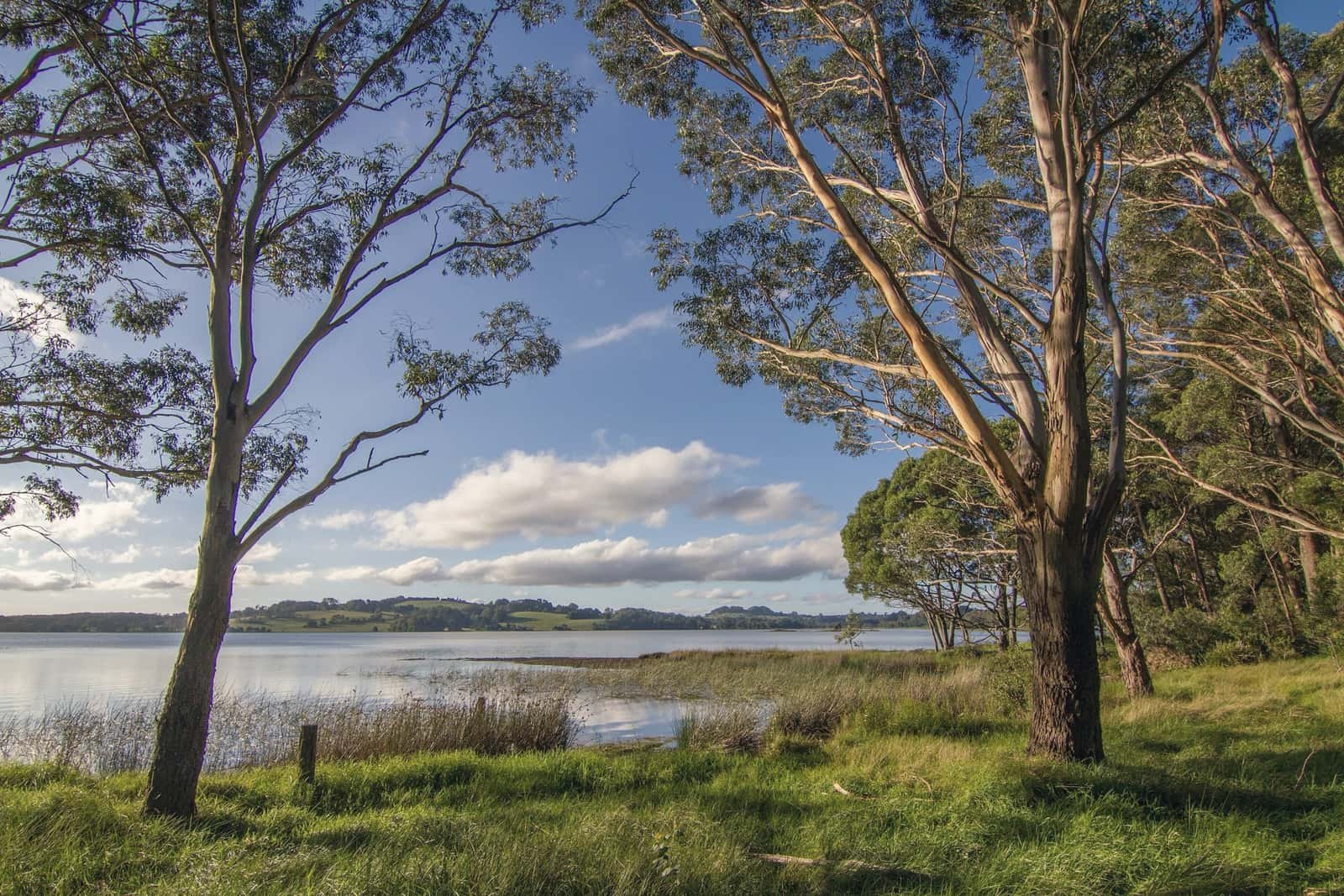Gum trees and green grass beside the still water of Fitzroy Falls Reservoir, with rolling farmland beyond.